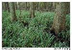 Carex hyalinolepis Steudel