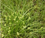 Carex hystericina Muhl. ex Willd.