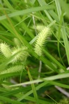 Carex hystericina Muhl. ex Willd.