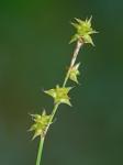 Carex interior Bailey