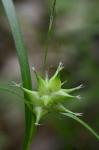 Carex intumescens Rudge var. intumescens