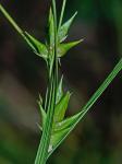 Carex intumescens Rudge var. fernaldii Bailey