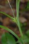 Carex intumescens Rudge var. fernaldii Bailey