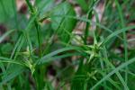 Carex intumescens Rudge var. fernaldii Bailey