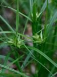 Carex intumescens Rudge var. fernaldii Bailey