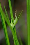 Carex jamesii Schweinitz