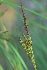 Carex joorii Bailey