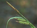Carex joorii Bailey