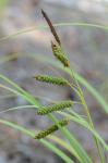 Carex joorii Bailey