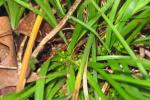 Carex juniperorum Catling, Rezn., & Crins