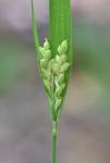 Carex kraliana Naczi & Bryson