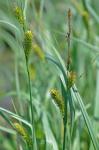 Carex lacustris Willdenow