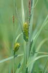 Carex lacustris Willdenow