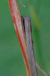 Carex lacustris Willdenow