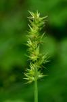 Carex laevivaginata (Kukenth.) Mackenzie
