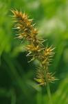 Carex laevivaginata (Kukenth.) Mackenzie