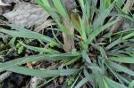 Carex laxiculmis Schweinitz