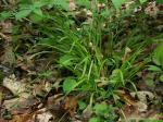Carex copulata (L.H. Bailey) Mackenzie