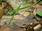 Carex copulata (L.H. Bailey) Mackenzie