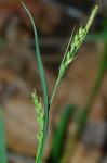 Carex laxiflora Lam.