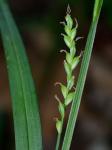 Carex laxiflora Lam.