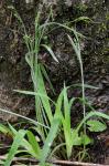 Carex laxiflora Lam.
