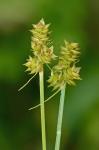 Carex leavenworthii Dewey