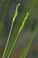 Carex leptalea Wahlenberg var. leptalea