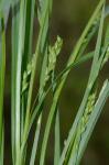 Carex leptonervia (Fernald) Fernald