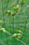 Carex longii Mackenzie