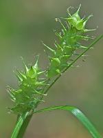 Carex louisianica Bailey