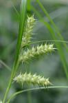 Carex lupuliformis Sartwell ex Dewey