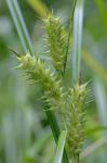 Carex lupuliformis Sartwell ex Dewey