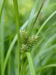 Carex lupuliformis Sartwell ex Dewey