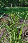 Carex lupuliformis Sartwell ex Dewey