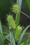 Carex lupulina Willd.