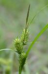Carex lupulina Willd.