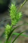 Carex lupulina Willd.