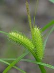 Carex lurida Wahlenb.