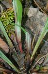 Carex manhartii Bryson