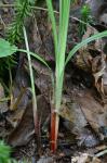 Carex manhartii Bryson