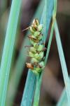 Carex meadii Dewey