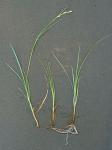 Carex meadii Dewey