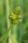 Carex mesochorea Mackenzie