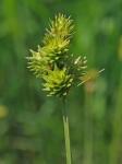 Carex molesta Mackenzie ex Bright
