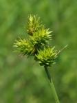 Carex molesta Mackenzie ex Bright
