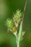 Carex molestiformis Rezn. & P. Rothr.