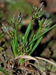 Carex nigromarginata Schweinitz