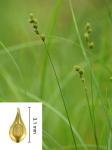 Carex normalis Mackenzie