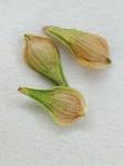 Carex normalis Mackenzie